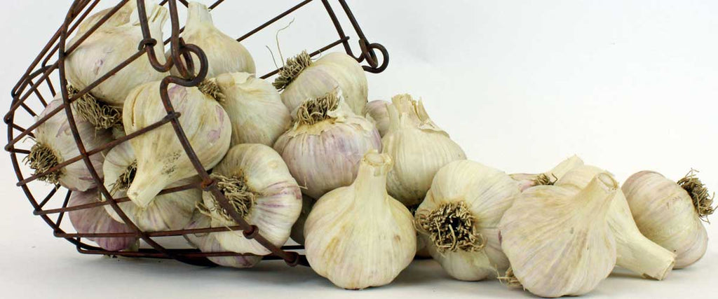 Buy Garlic Bulbs For Planting